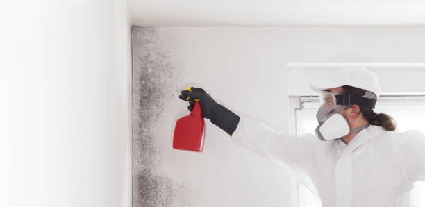 Best Commercial Mold Removal  in Lake Sherwood, CA
