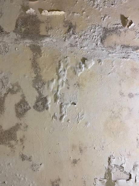 Certified Mold Removal in Lake Sherwood, CA