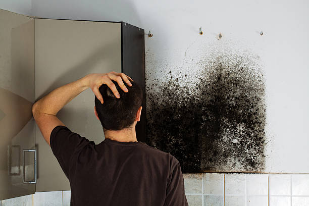 Best Mold Damage Repair  in Lake Sherwood, CA