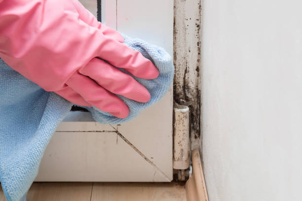 Best Attic Mold Removal  in Lake Sherwood, CA